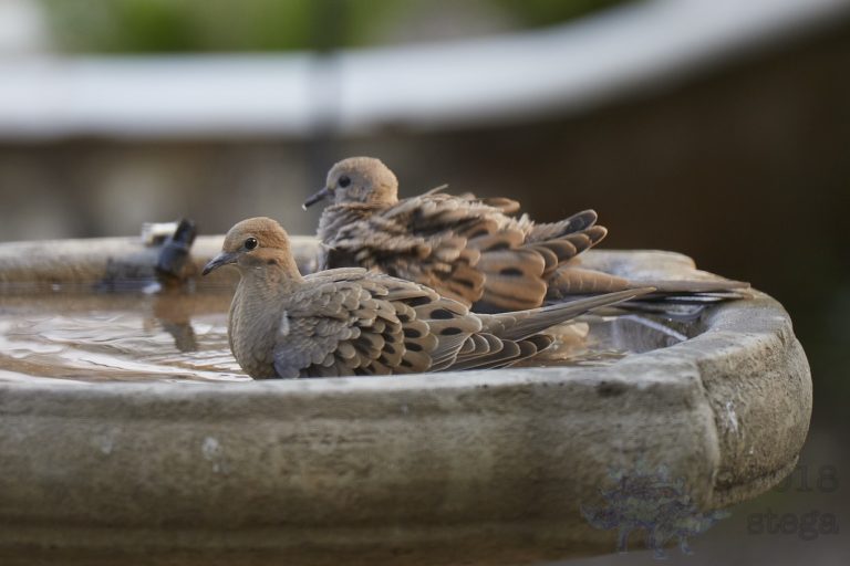 Bathing Mourning Doves