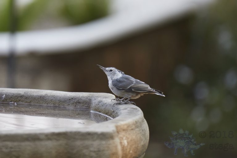White Breasted Nuthatch