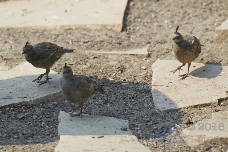 Young California Quail