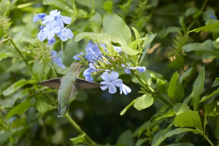 Anna’s Hummingbird