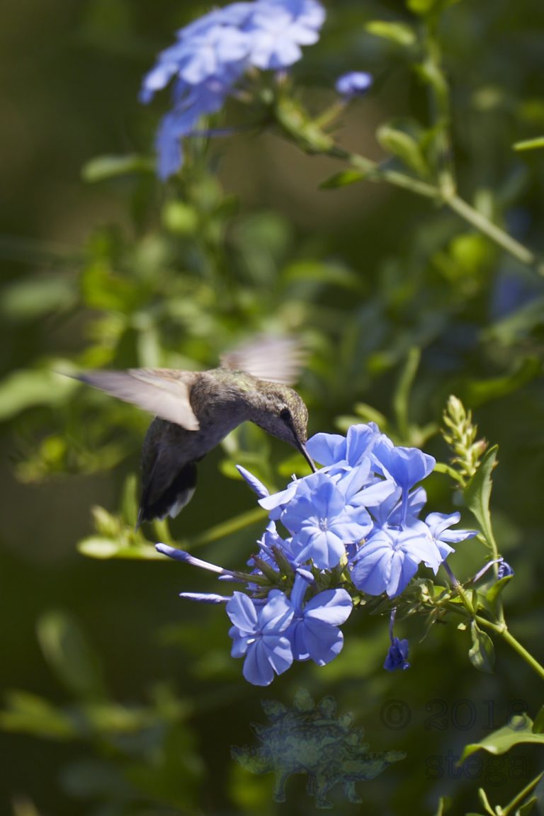 Anna’s Hummingbird