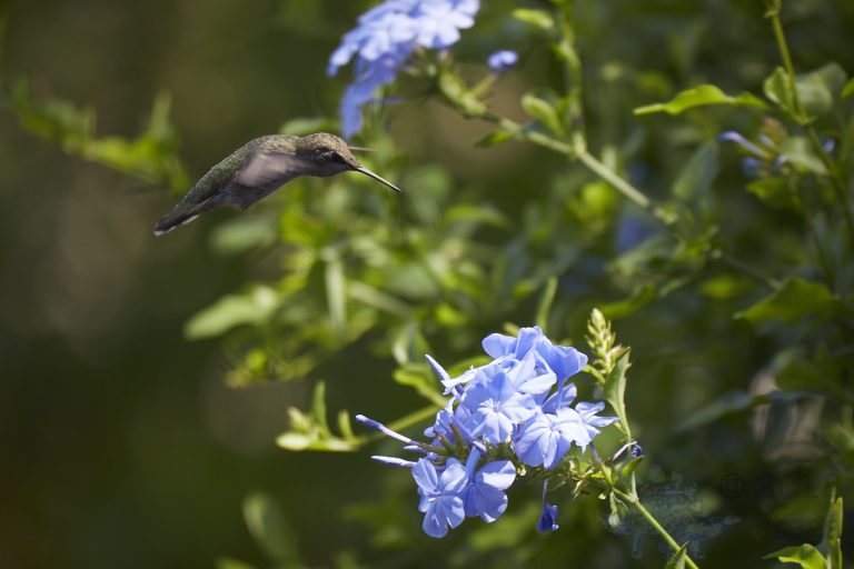 Anna’s Hummingbird