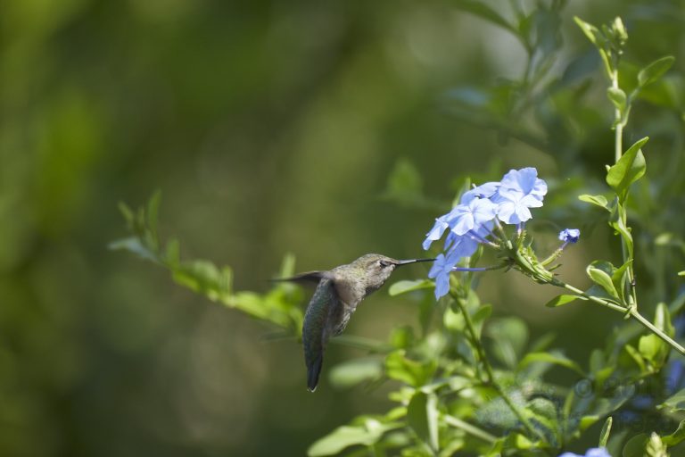 Anna’s Hummingbird