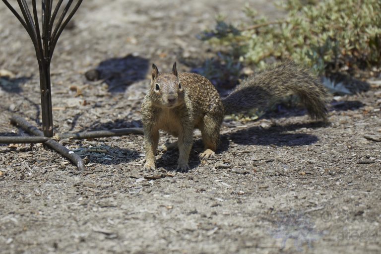 Ground Squirrel