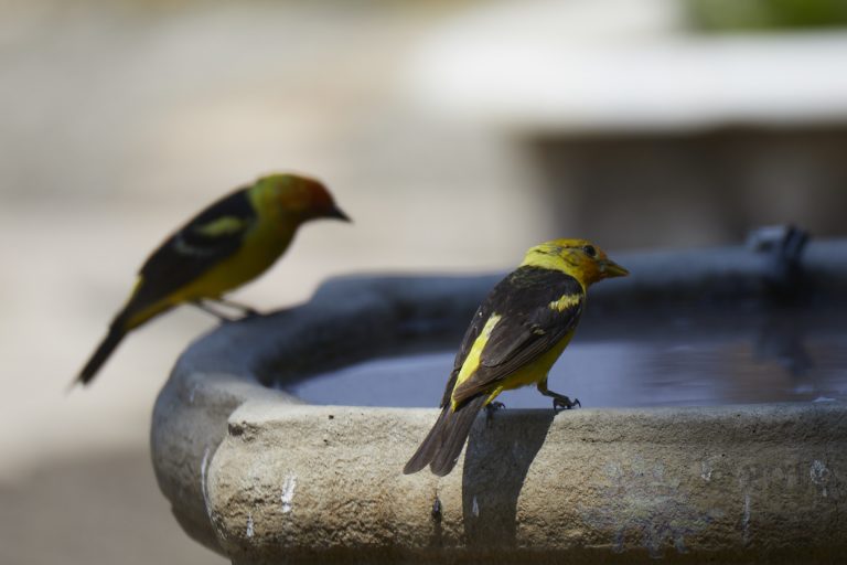 Western Tanagers
