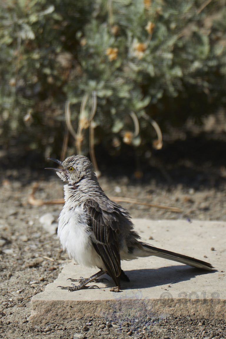 Northern Mockingbird