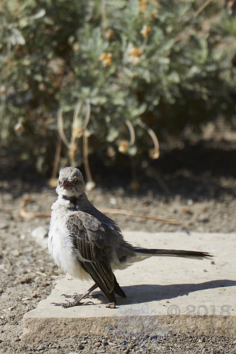 Northern Mockingbird