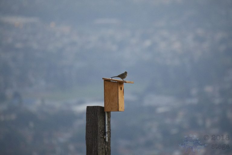Outside: California Towhee