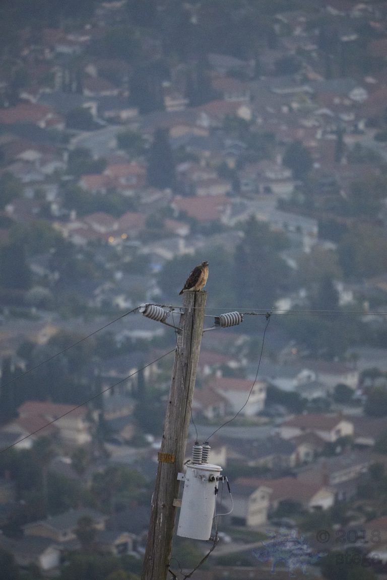 Outside: Red-tailed Hawk