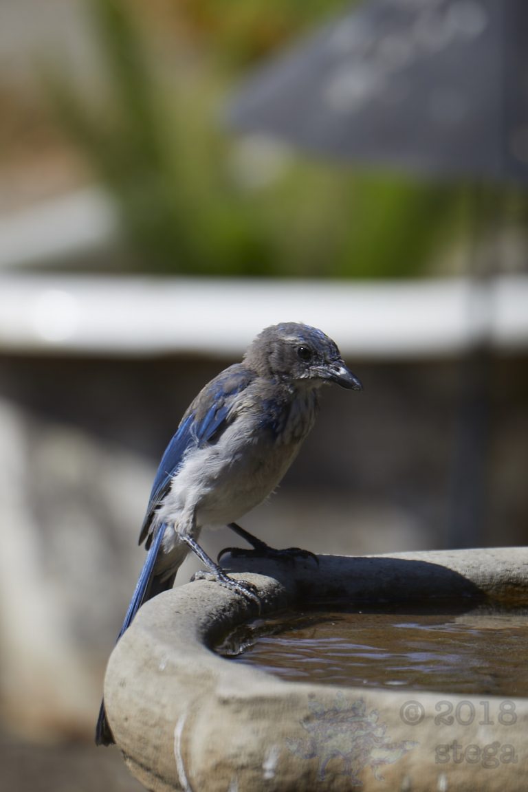 Juvenile California Scrub Jay