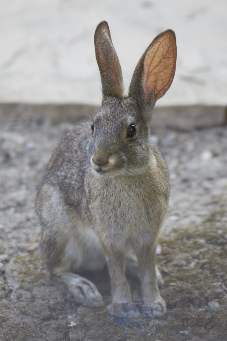 Baby Western Hare