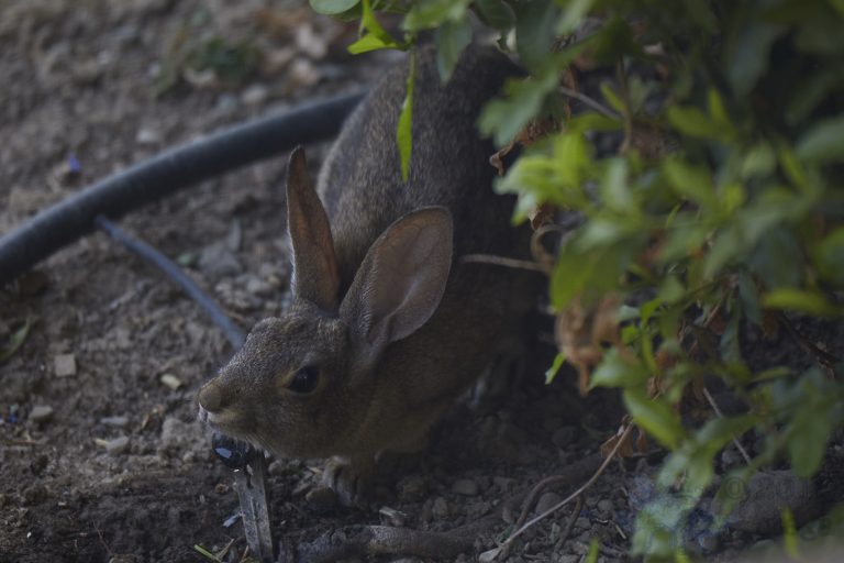 Baby Hare