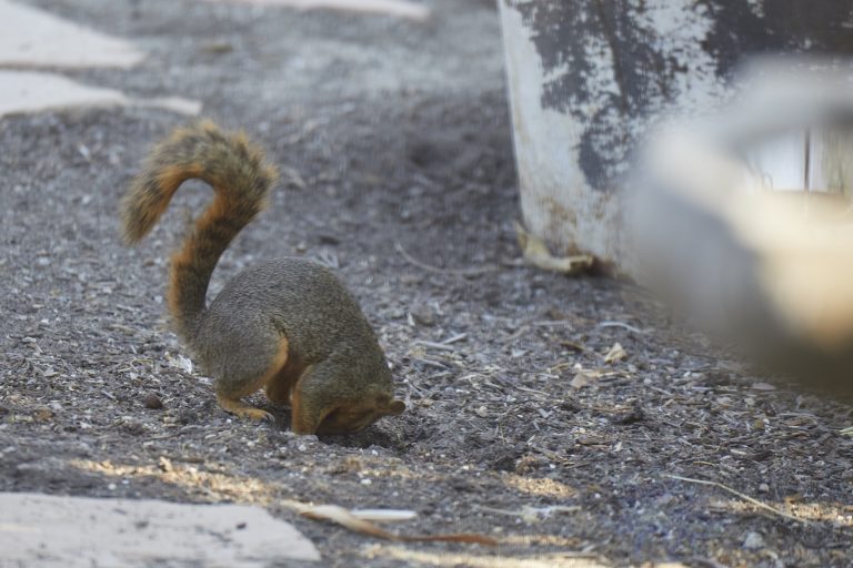 Fox Squirrel trying to bury a walnut