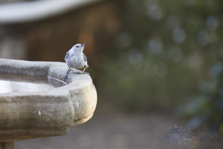 White Breasted Nuthatch