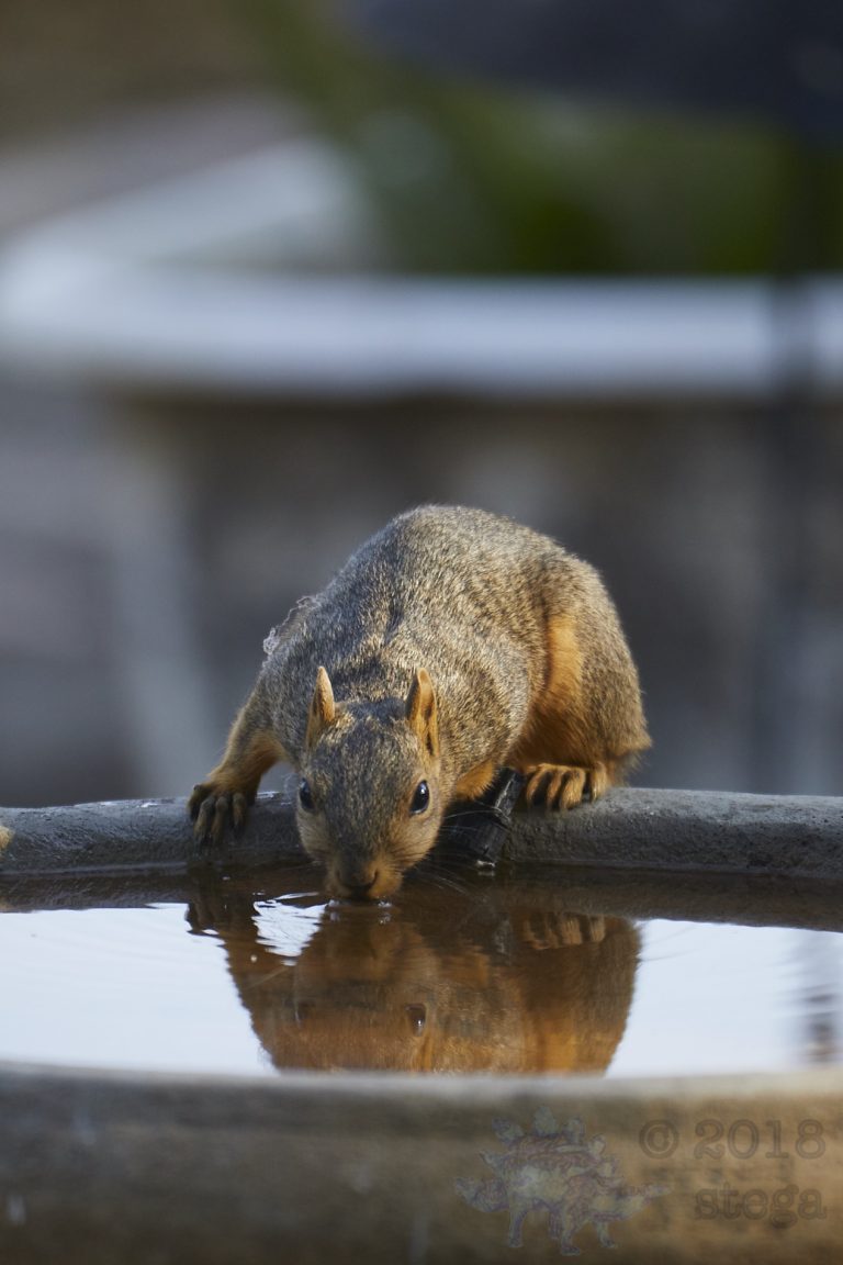 Fox Squirrel