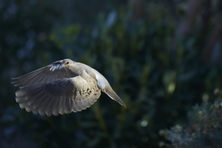 Mourning Dove