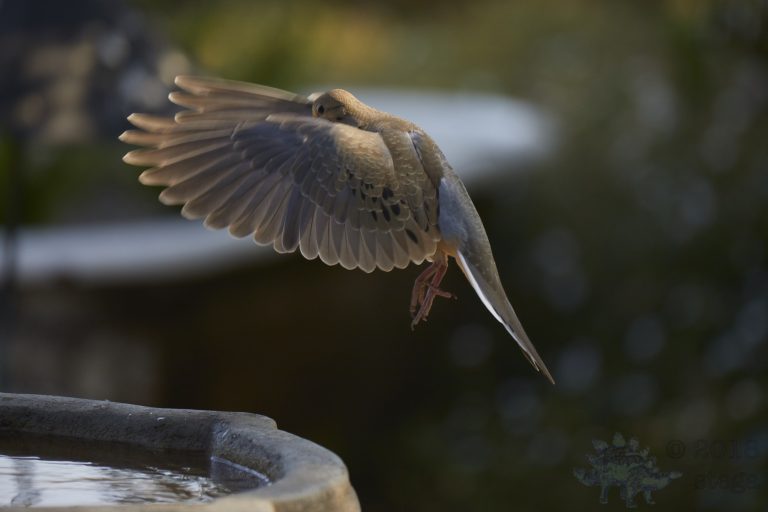 Mourning Dove