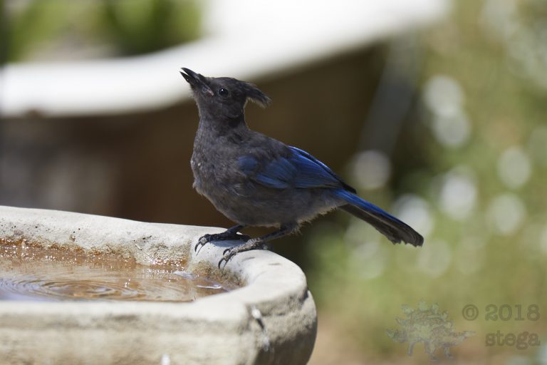 Steller’s Jay