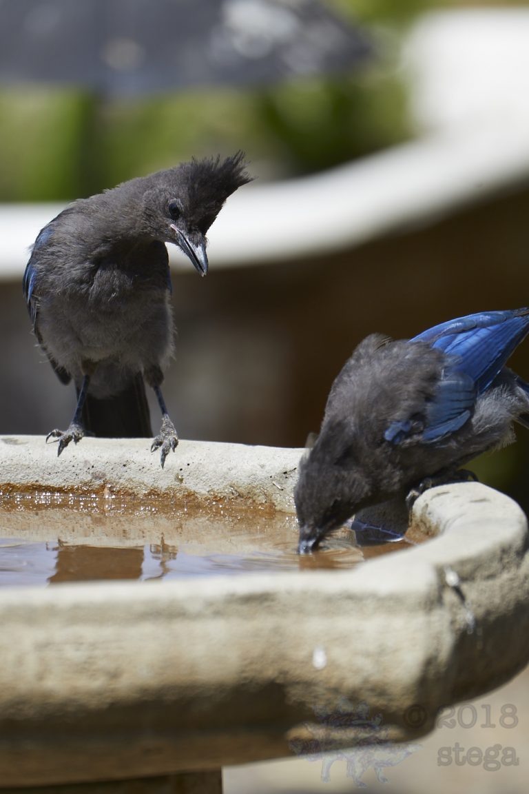 Juvenile Steller’s Jays