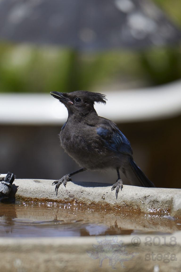 Steller’s Jay