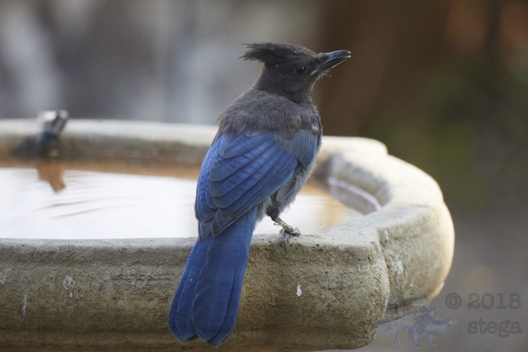 Steller’s Jay