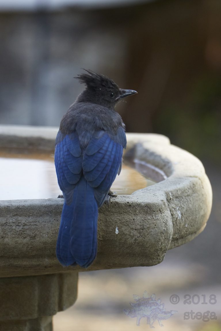 Steller’s Jay