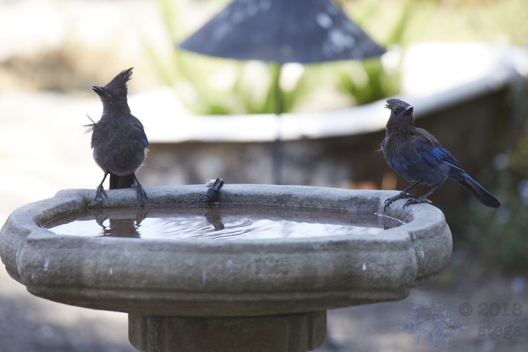 Steller’s Jay