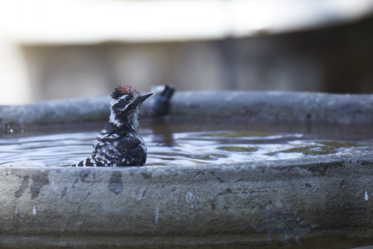 Nuttall’s Woodpecker