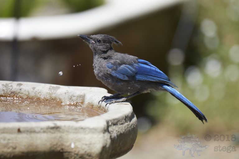 Steller’s Jay