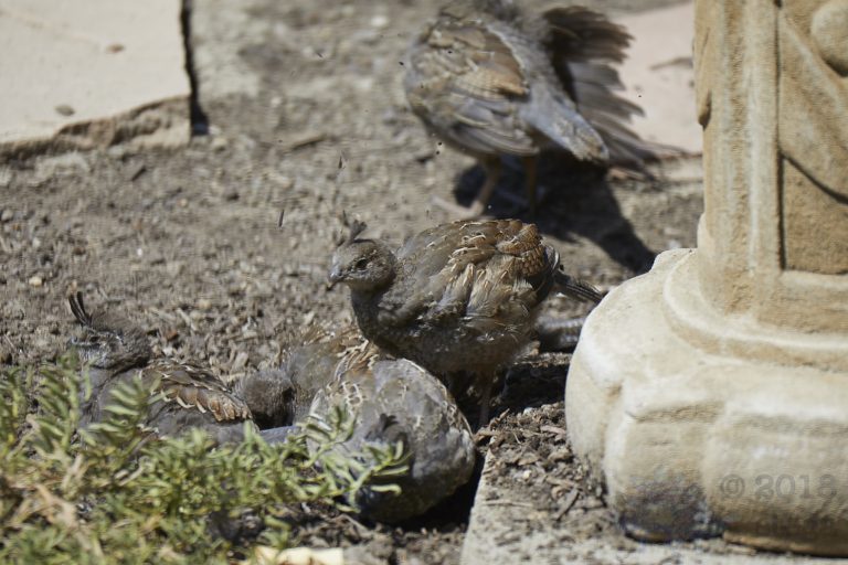 California Quail Dust Bathing (2 images)
