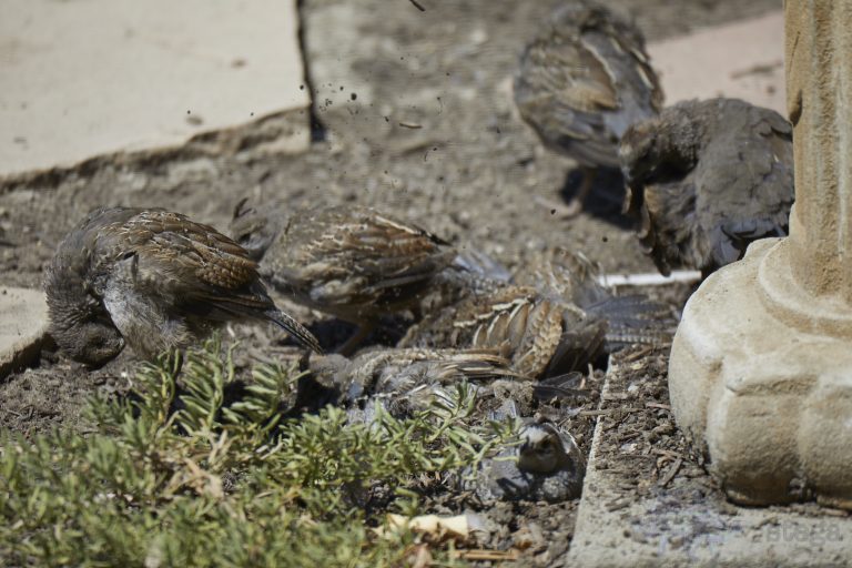 Old School Week: Young California Quail