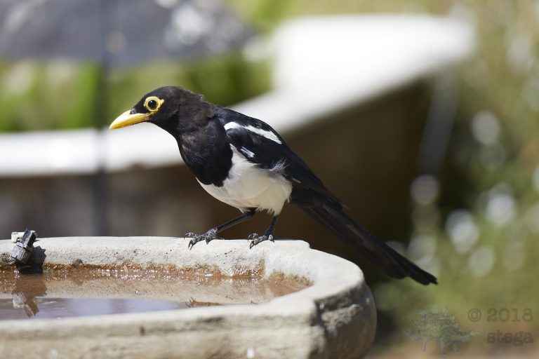 Yellow-billed Magpie