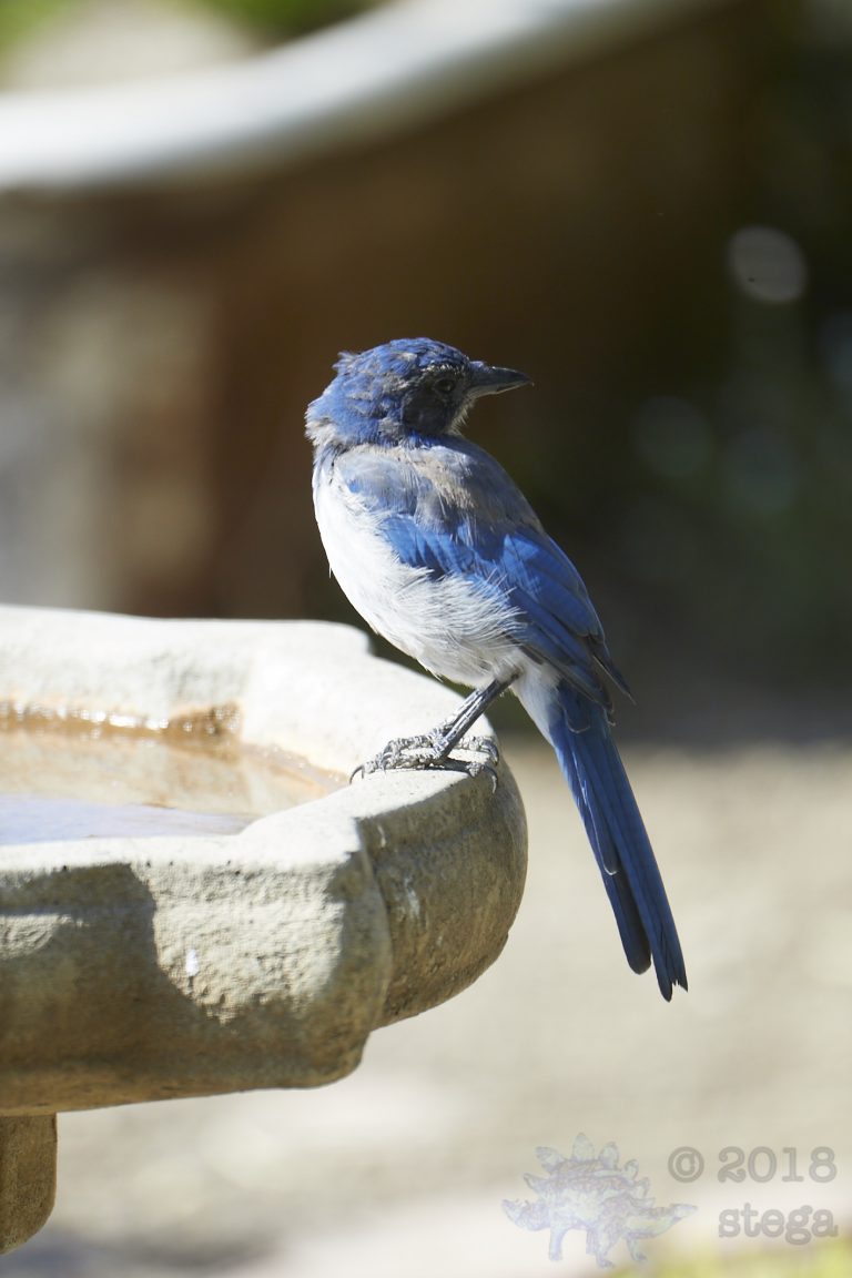 California Scrub Jay