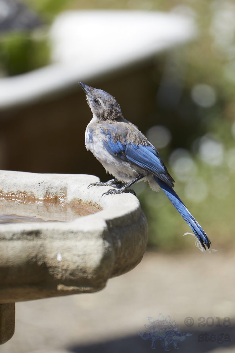 Juvenile California Scrub Jay