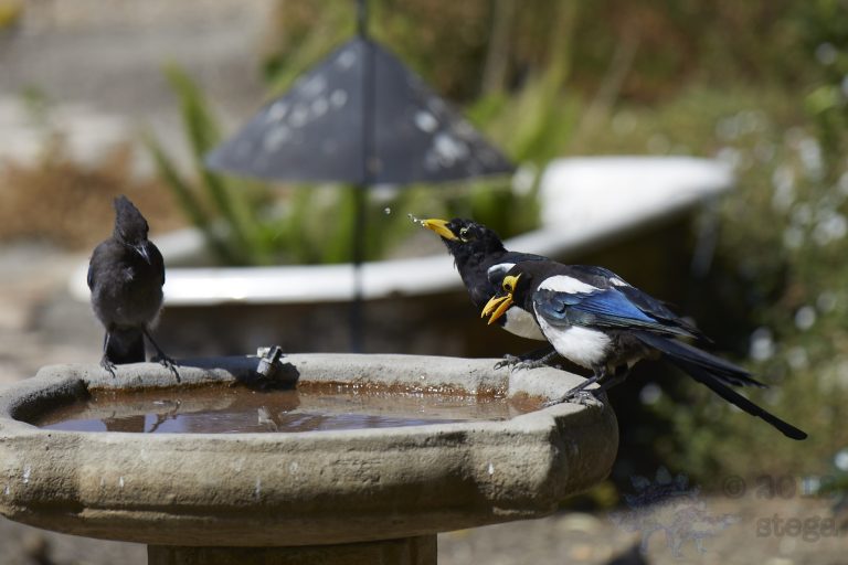 Steller’s Jay and Yellow-billed Magpie