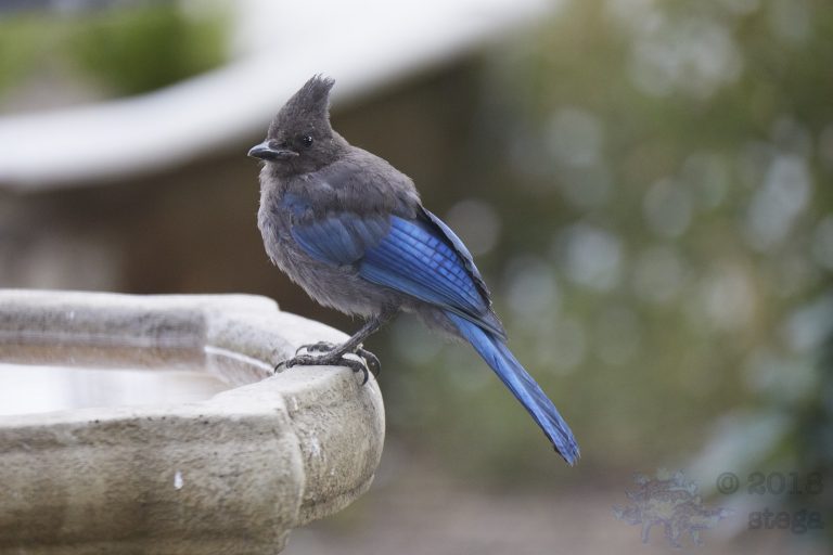 Steller’s Jay