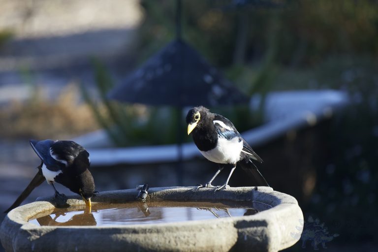Yellow-billed Magpie
