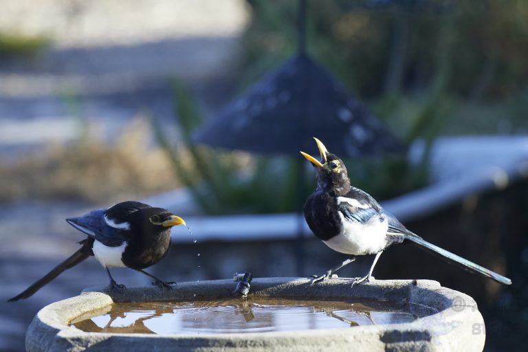Yellow-billed Magpies