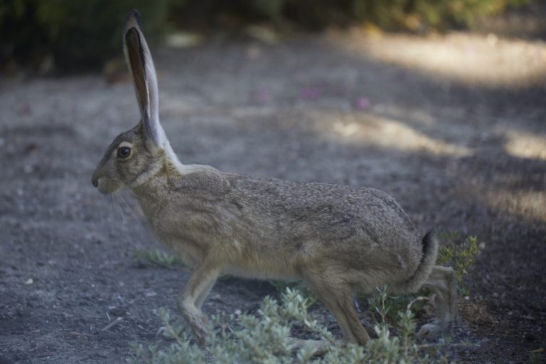 Western Hare