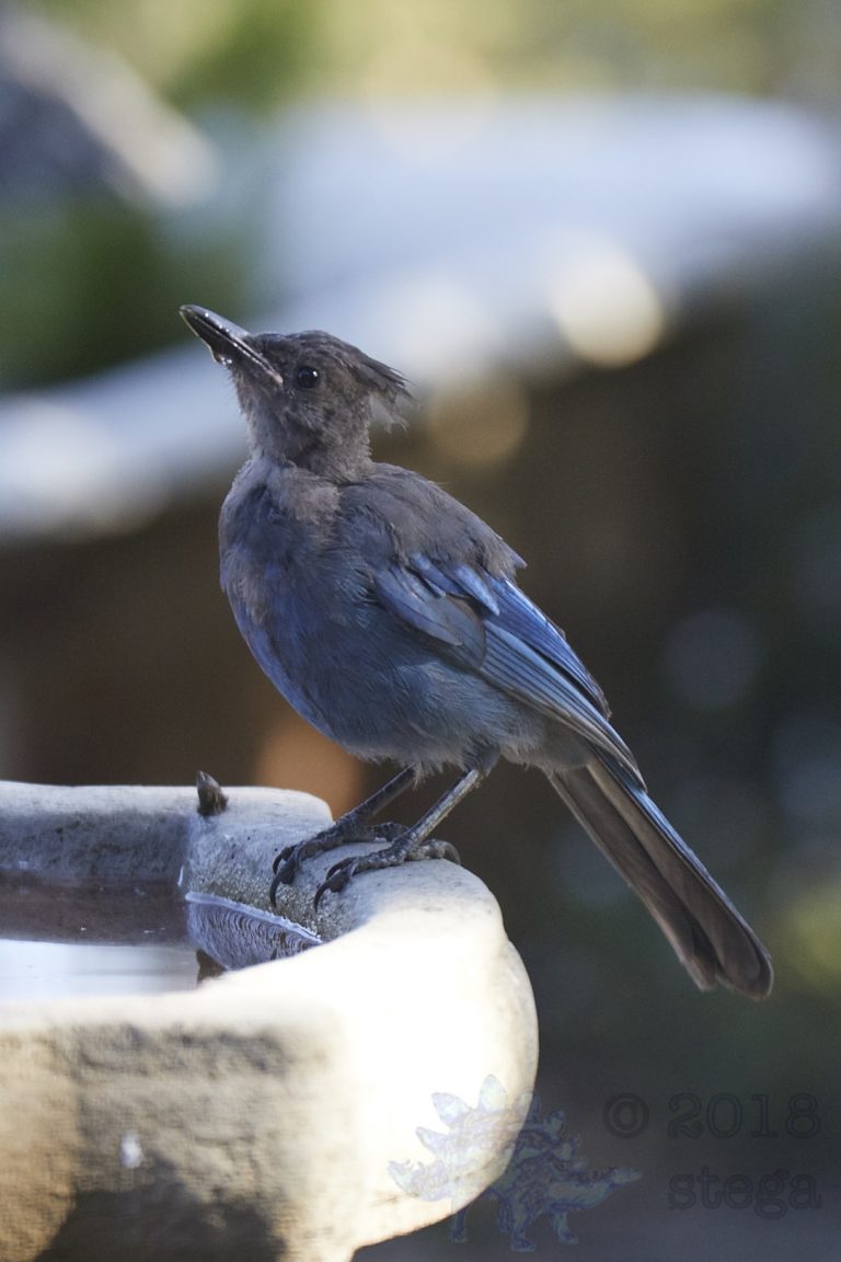 Steller’s Jay
