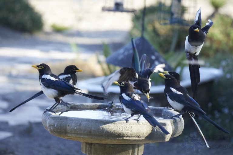 Yellow-billed Magpes