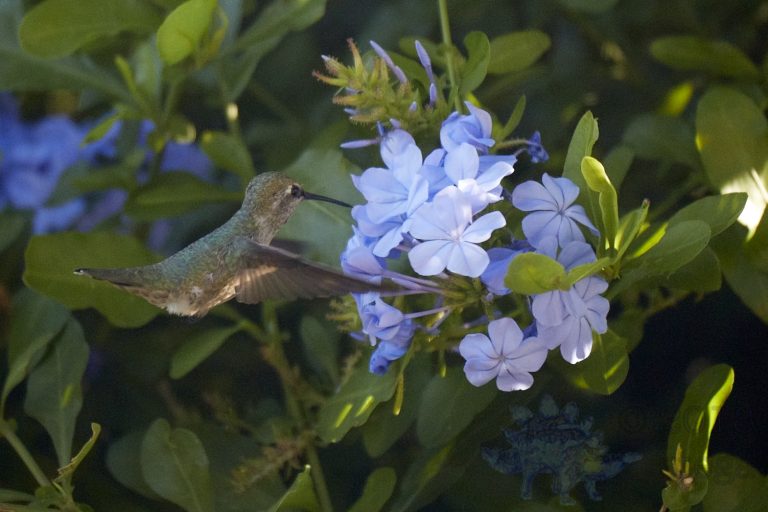 Anna’s Hummingbird