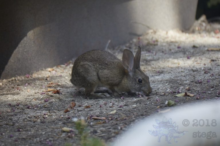 Baby Hare