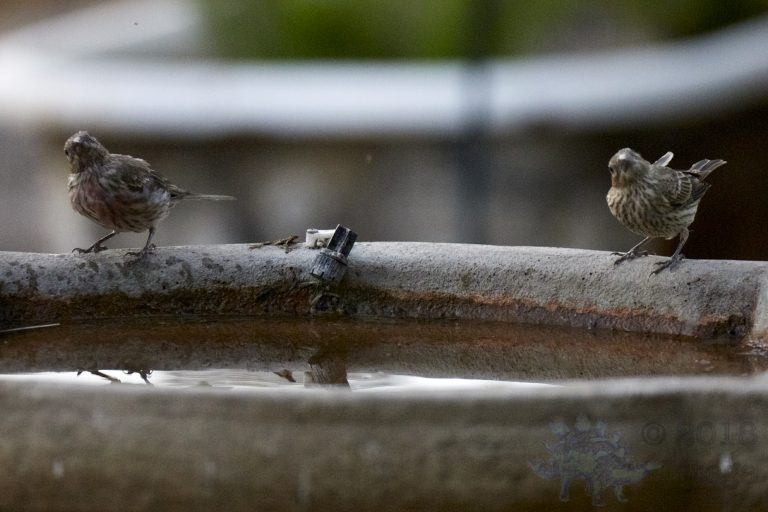 House Finches