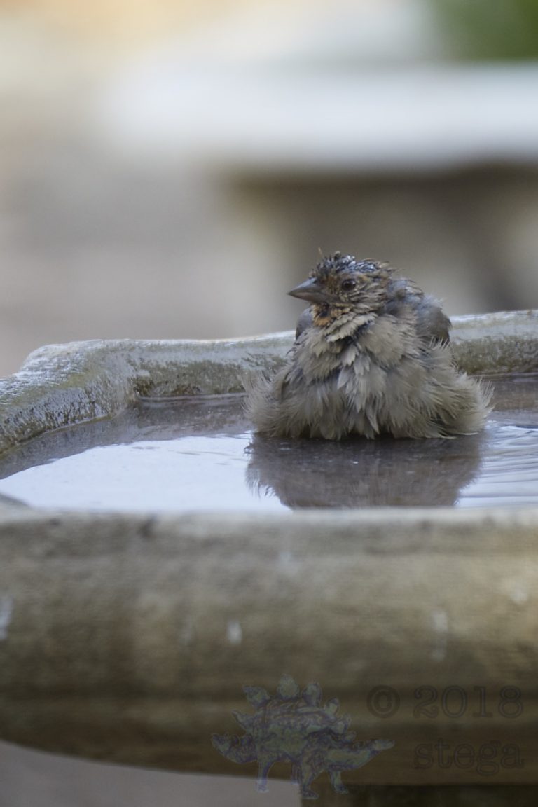 California Towhee