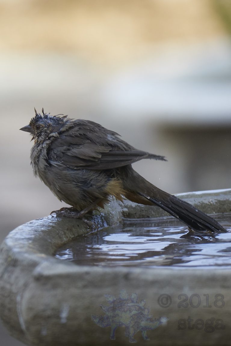 California Towhee