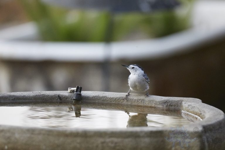 White Breasted Nuthatch