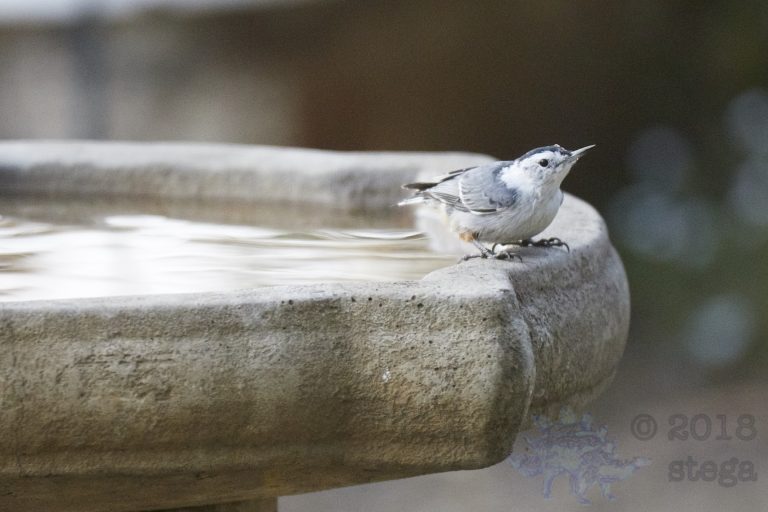 White Breasted Nuthatch