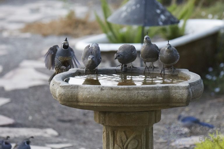 California Quail