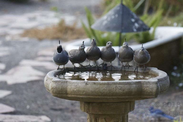 California Quail Harem